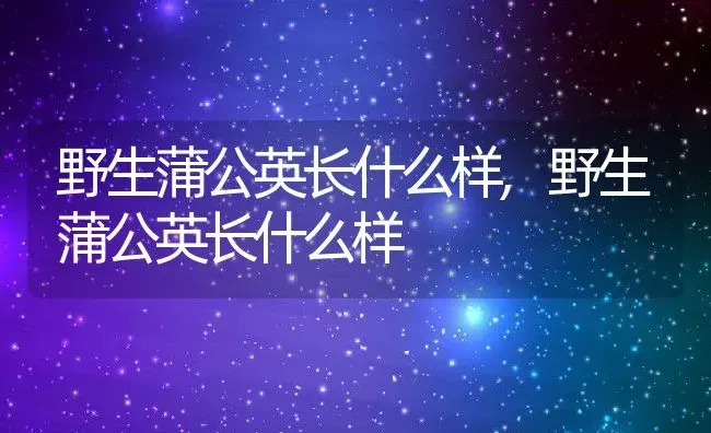 野生蒲公英长什么样,野生蒲公英长什么样 | 养殖科普