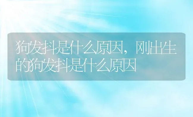 狗发抖是什么原因,刚出生的狗发抖是什么原因 | 养殖资料