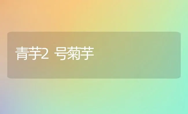 青芋2号菊芋 | 养殖知识