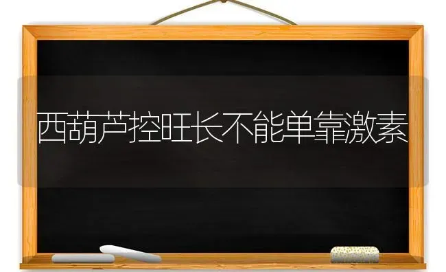 西葫芦控旺长不能单靠激素 | 养殖知识