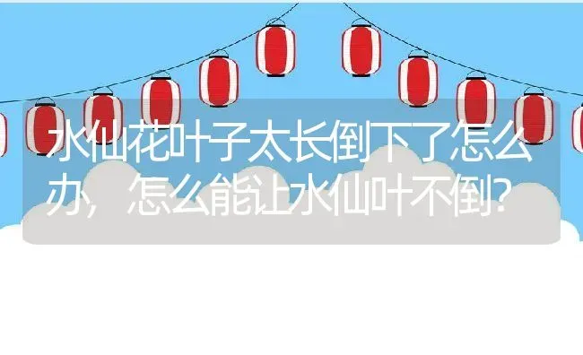 水仙花叶子太长倒下了怎么办,怎么能让水仙叶不倒？ | 养殖学堂