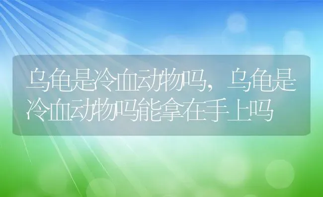 乌龟是冷血动物吗,乌龟是冷血动物吗能拿在手上吗 | 养殖科普