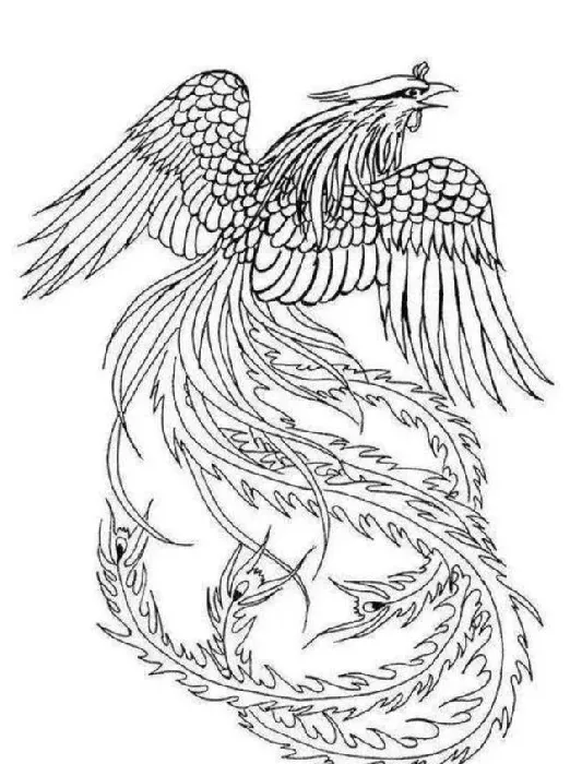 凤凰怎么画漂亮,凤凰和猫头鹰简笔画？