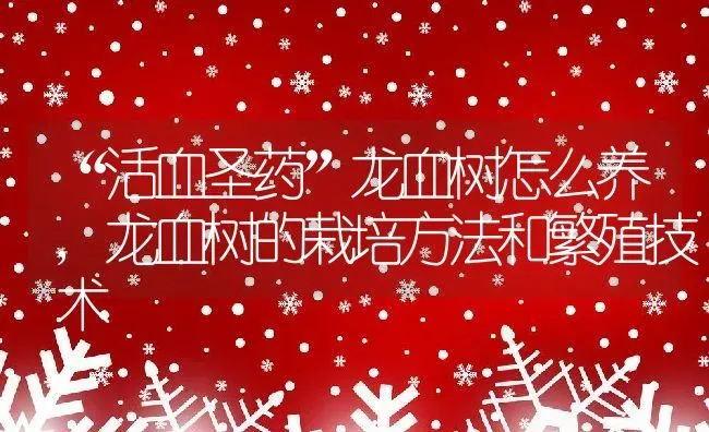 “活血圣药”龙血树怎么养,龙血树的栽培方法和繁殖技术 | 养殖学堂