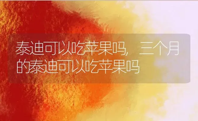 泰迪可以吃苹果吗,三个月的泰迪可以吃苹果吗 | 养殖资料