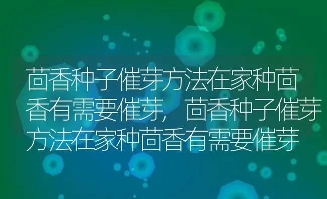 茴香种子催芽方法在家种茴香有需要催芽,茴香种子催芽方法在家种茴香有需要催芽 | 养殖科普