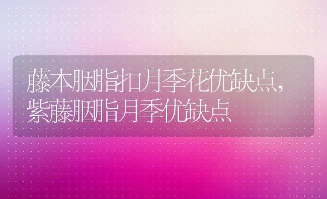 藤本胭脂扣月季花优缺点,紫藤胭脂月季优缺点 | 养殖学堂