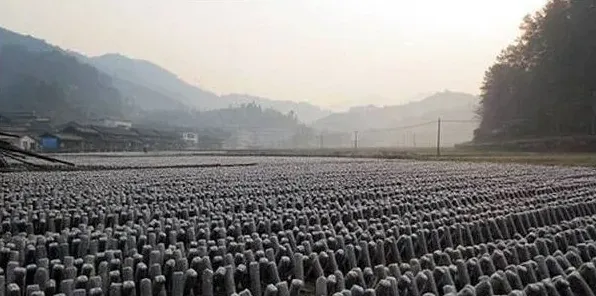 黑木耳的种植方法有几种？黑木耳的种植技术介绍 | 妙招大全