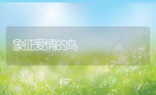 象征爱情的鸟 | 养殖科普