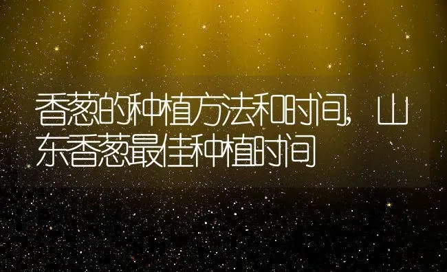 香葱的种植方法和时间,山东香葱最佳种植时间 | 养殖学堂