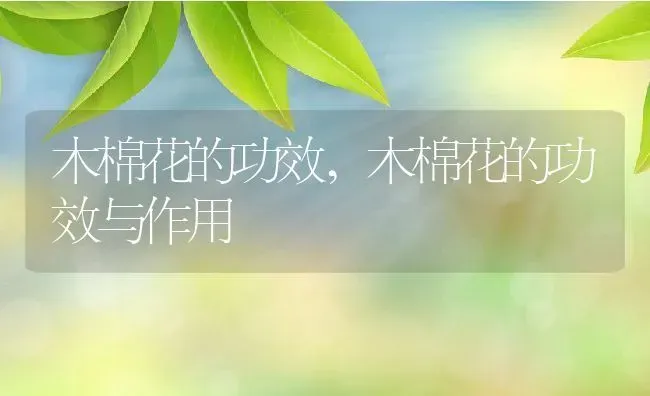 木棉花的功效,木棉花的功效与作用 | 养殖科普