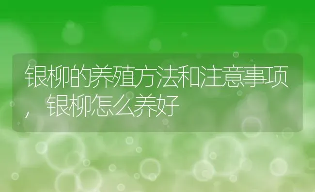 银柳的养殖方法和注意事项,银柳怎么养好 | 养殖学堂