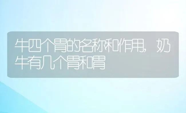 牛四个胃的名称和作用,奶牛有几个胃和胃 | 养殖学堂