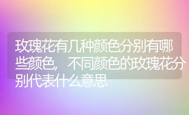 玫瑰花有几种颜色分别有哪些颜色,不同颜色的玫瑰花分别代表什么意思 | 养殖学堂