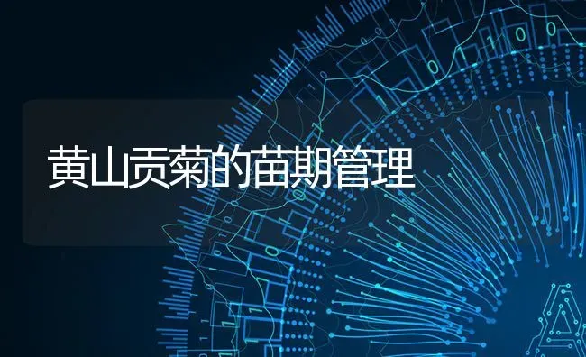 黄山贡菊的苗期管理 | 养殖技术大全