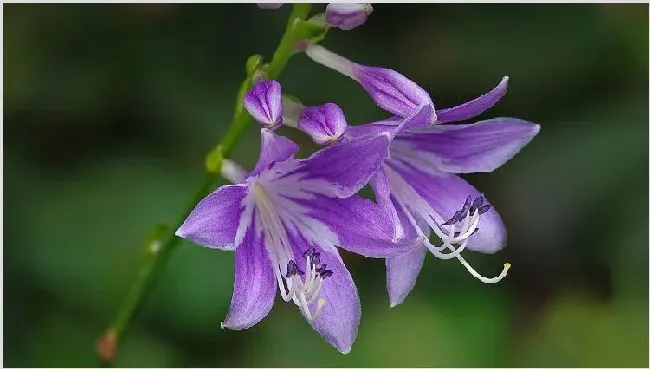 花叶玉簪怎么繁殖 | 生活常识