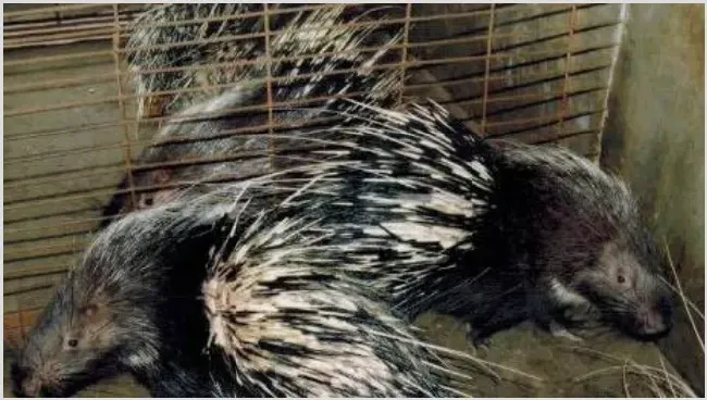 豪猪好养殖吗？豪猪饲养方法 | 妙招大全