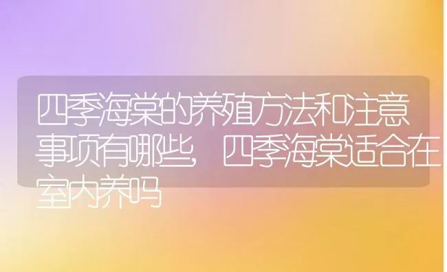 四季海棠的养殖方法和注意事项有哪些,四季海棠适合在室内养吗 | 养殖学堂