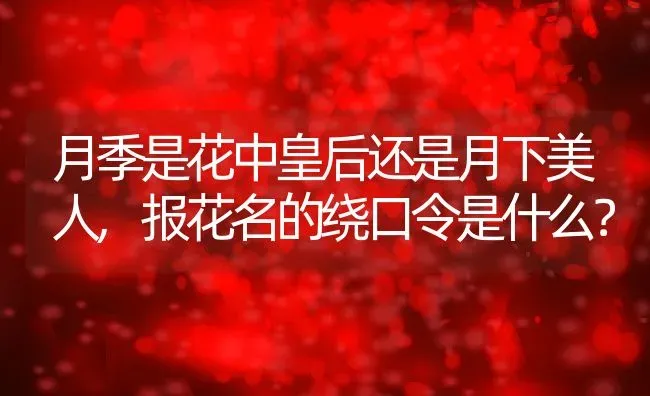 月季是花中皇后还是月下美人,报花名的绕口令是什么？ | 养殖科普