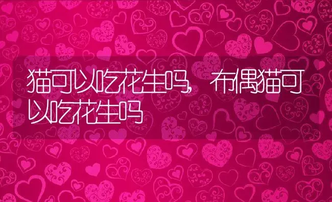 猫可以吃花生吗,布偶猫可以吃花生吗 | 养殖科普