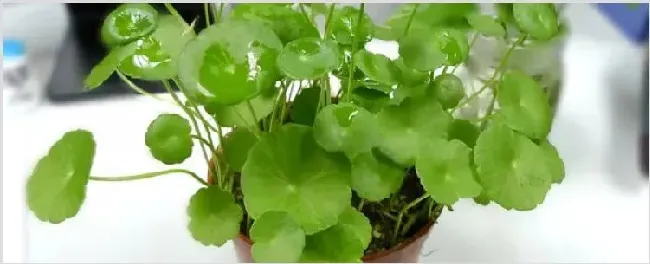 香菇草怎么移植 | 三农知识