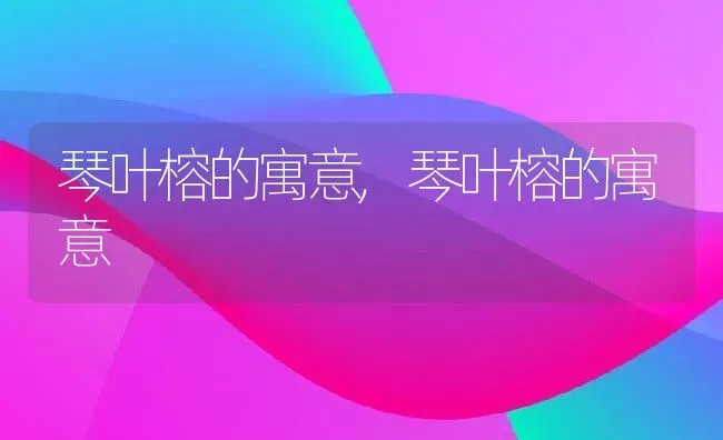 琴叶榕的寓意,琴叶榕的寓意 | 养殖学堂