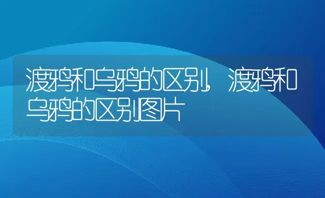 渡鸦和乌鸦的区别,渡鸦和乌鸦的区别图片 | 养殖科普