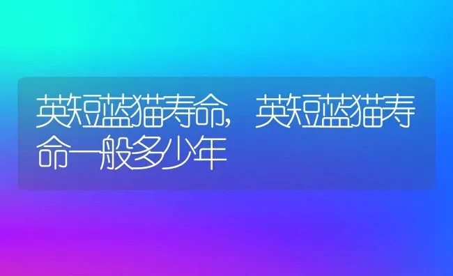 英短蓝猫寿命,英短蓝猫寿命一般多少年 | 养殖科普