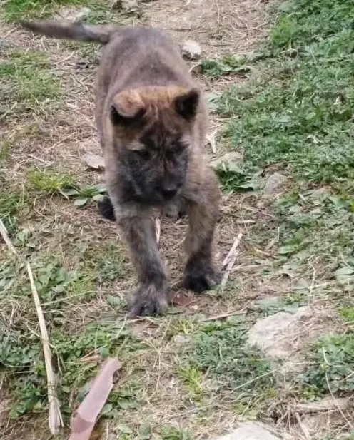 猪肉犬图片大全 | 生活常识