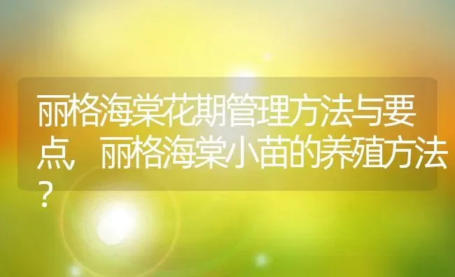 丽格海棠花期管理方法与要点,丽格海棠小苗的养殖方法？ | 养殖科普