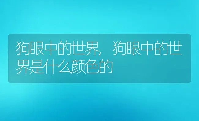 狗眼中的世界,狗眼中的世界是什么颜色的 | 养殖科普