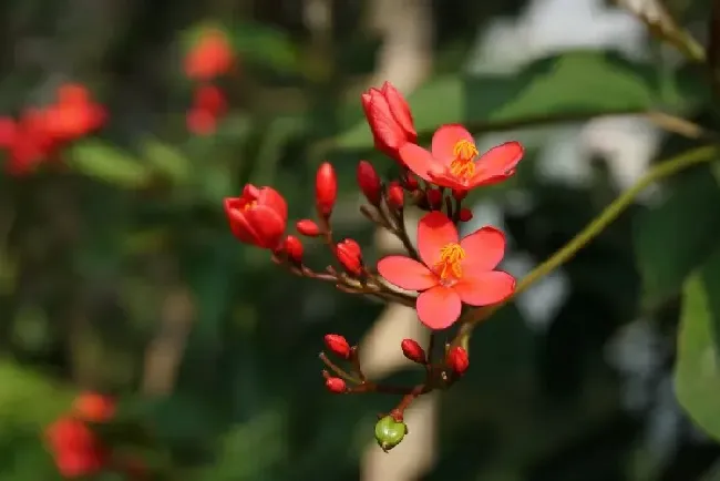 海棠花几月份开花,海棠花什么时候开，海棠花花语，花期是多久？