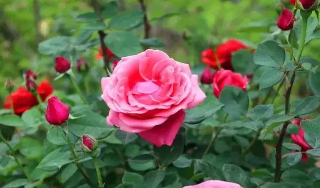 月季花几点开放,月季花在一天之内几点开花？