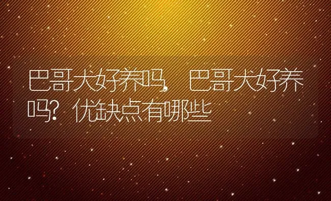 巴哥犬好养吗,巴哥犬好养吗?优缺点有哪些 | 养殖科普