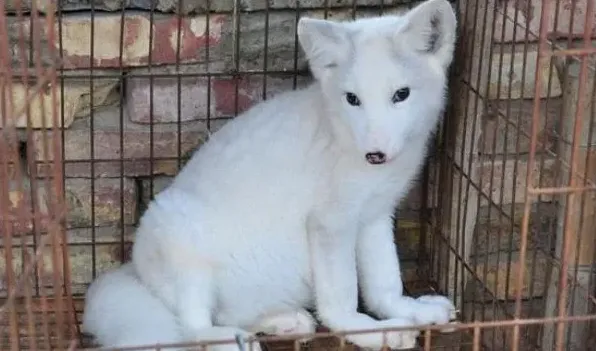 宠物狐狸多少钱一只 如何饲养 | 生活常识