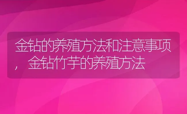 金钻的养殖方法和注意事项,金钻竹芋的养殖方法 | 养殖学堂