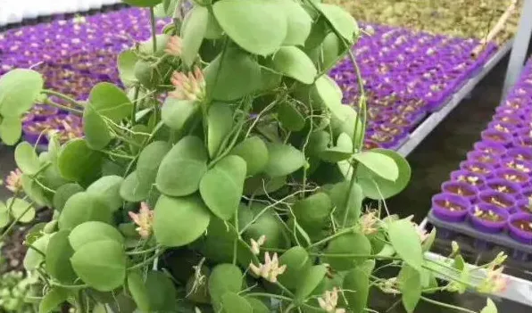植物种子传播方式 | 农广天地