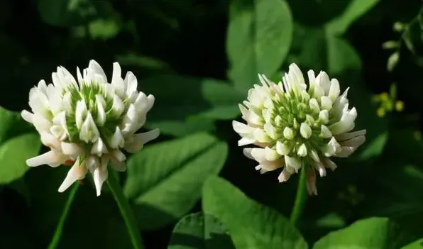 白车轴草花期 | 实用知识