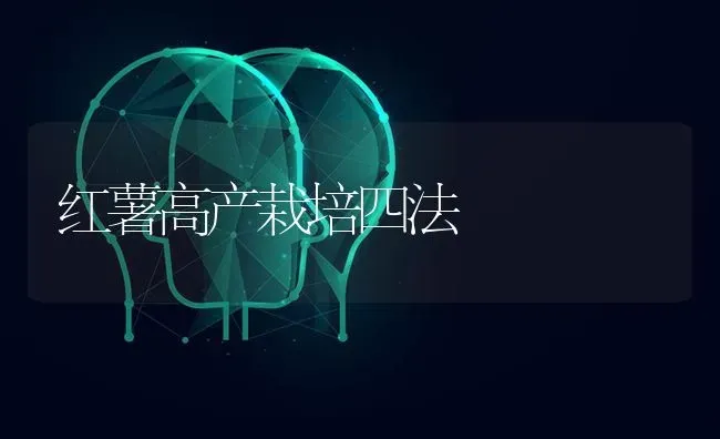 红薯高产栽培四法 | 养殖知识