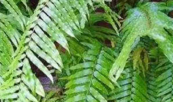 植物种子传播方式 | 农广天地