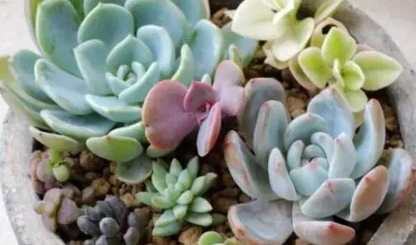 多肉补光灯危害 | 生活妙招