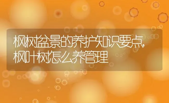 枫树盆景的养护知识要点,枫叶树怎么养管理 | 养殖学堂