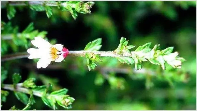 小米草的种植方法 | 三农知识