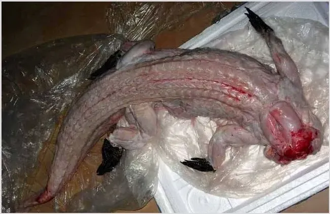 鳄鱼肉价格 | 三农知识