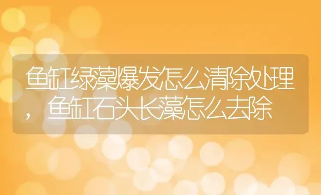 鱼缸绿藻爆发怎么清除处理,鱼缸石头长藻怎么去除 | 养殖学堂