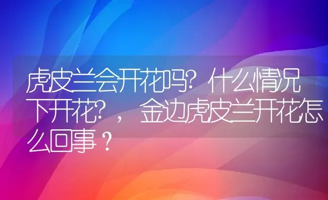 虎皮兰会开花吗?什么情况下开花?,金边虎皮兰开花怎么回事？ | 养殖科普