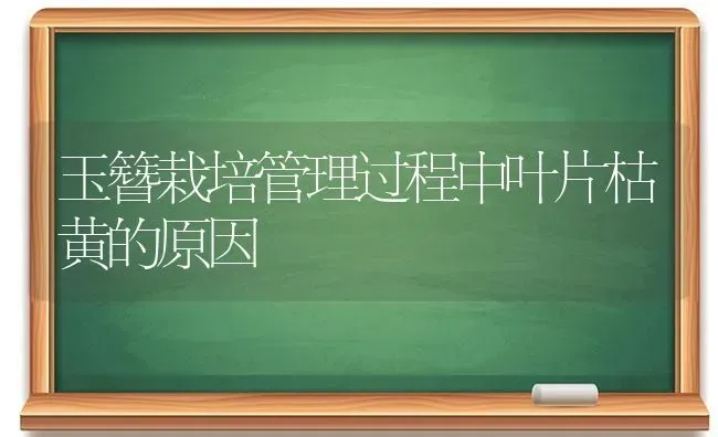 玉簪栽培管理过程中叶片枯黄的原因 | 养殖知识