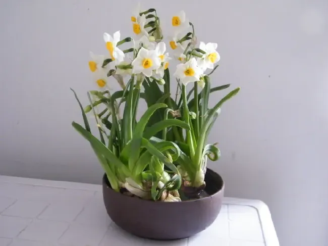 水仙是什么植物,水仙是什么类植物？