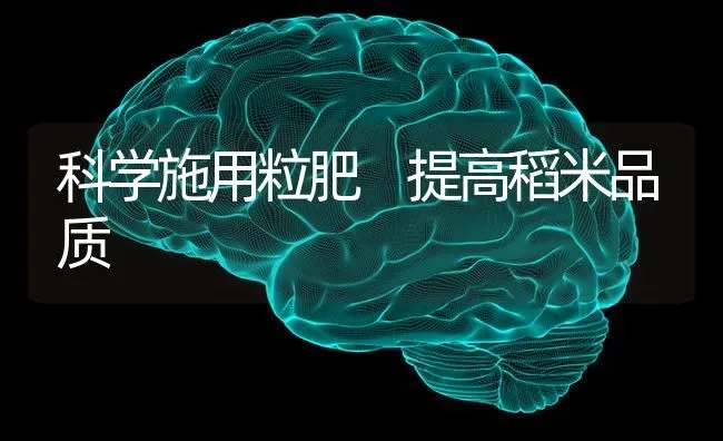 科学施用粒肥 提高稻米品质 | 养殖知识