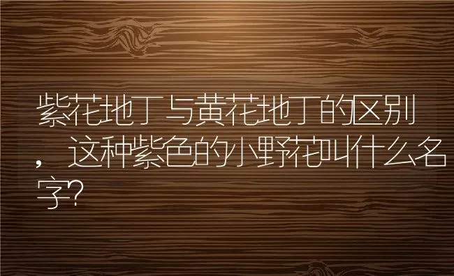 紫花地丁与黄花地丁的区别,这种紫色的小野花叫什么名字？ | 养殖科普